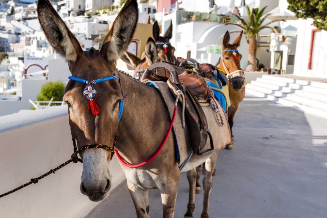 Donkeys Santorini